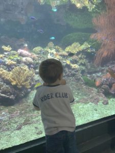 scuola materna don arioli all'acquario di Genova